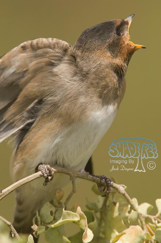 Cliff Swallow - Petrochelidon pyrrhonota