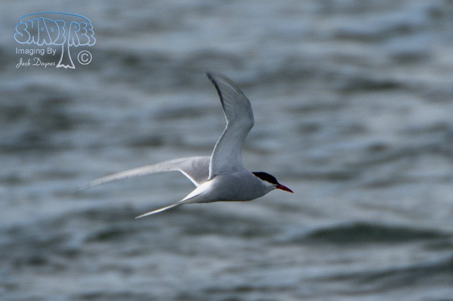 Arctic Tern - Sterna paradisaea