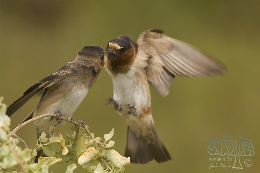 Cliff Swallow - Petrochelidon pyrrhonota