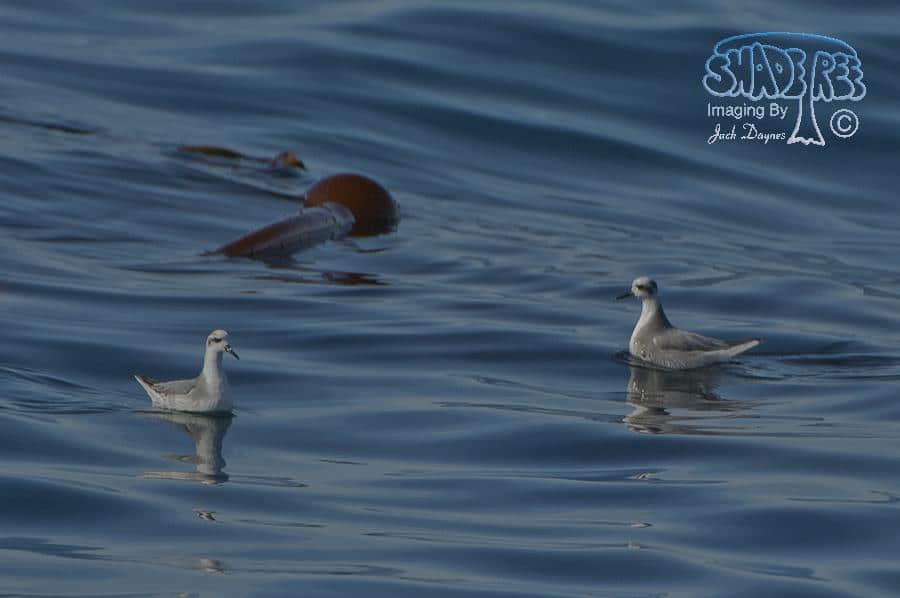 Red Phalarope - Phalaropus fulicarius