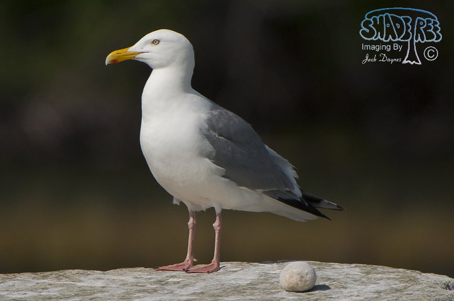 Herring Gull - Larus argentatus