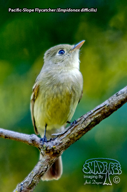 Pacific-Slope Flycatcher - Empidonax difficilis