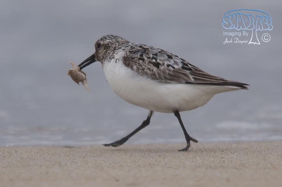 Sanderling - Calidris alba