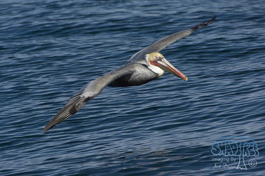 Brown Pelican - Pelecanus occidentalis