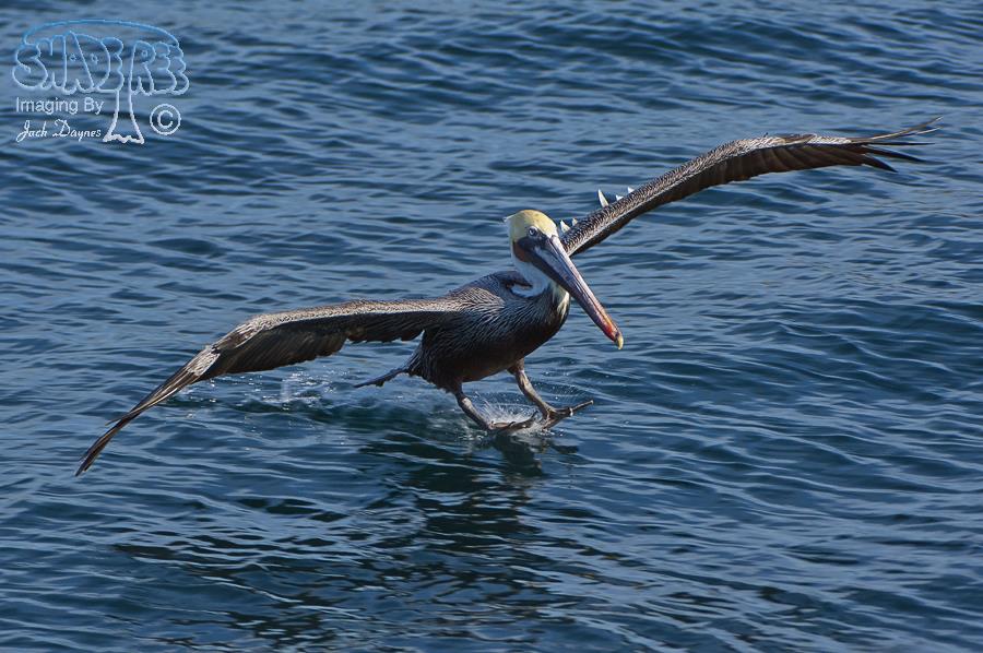 Brown Pelican - Pelecanus occidentalis