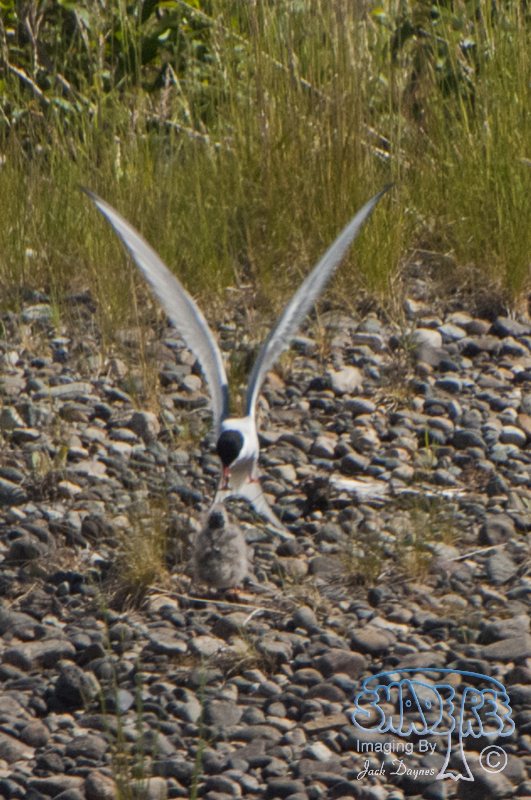 Arctic Tern - Sterna paradisaea