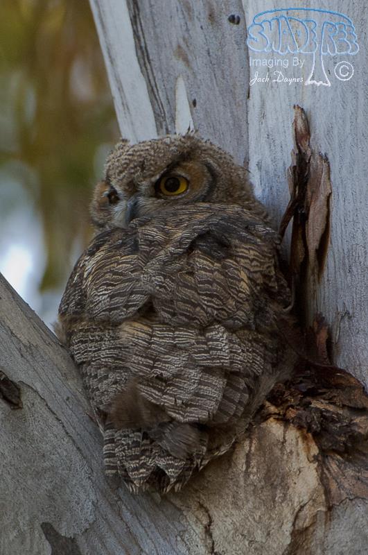 Great Horned Owl - Bubo virginianus