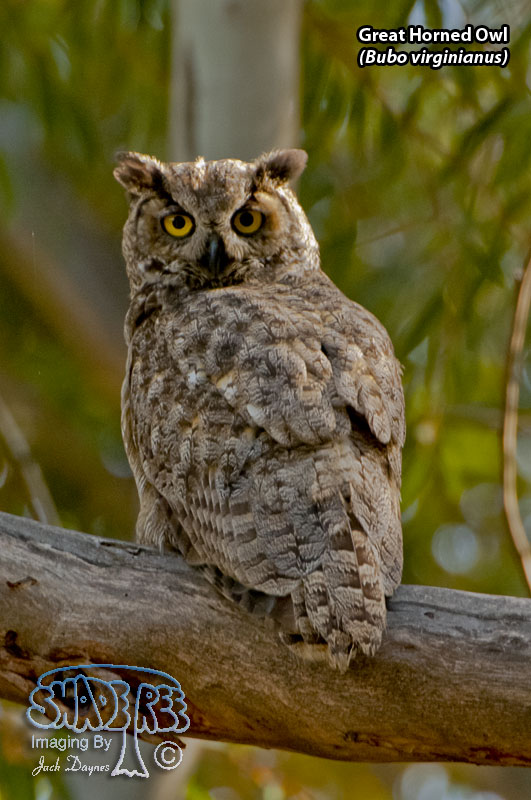 Great Horned Owl - Bubo virginianus