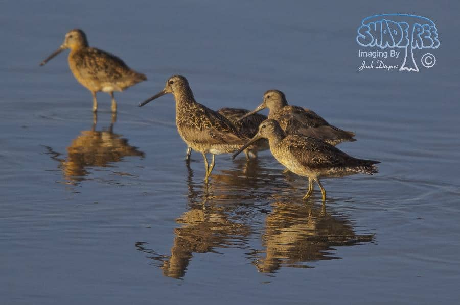 Short-billed Dowitcher - Limnodromus griseus