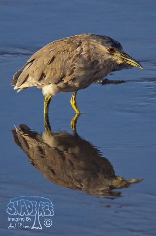 Black-crowned Night-Heron - Nycticorax nycticorax