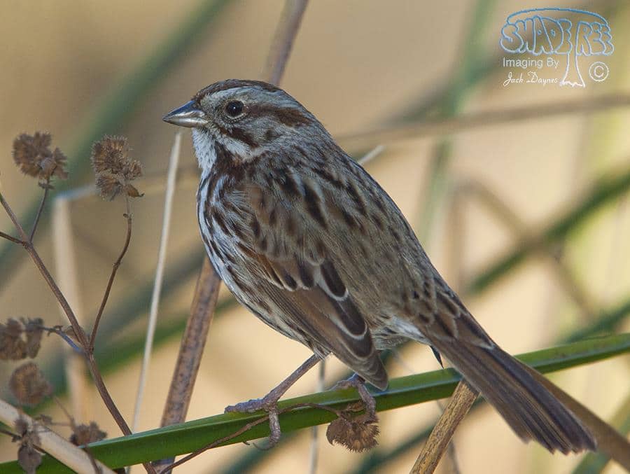 Song Sparrow - Melospiza melodia