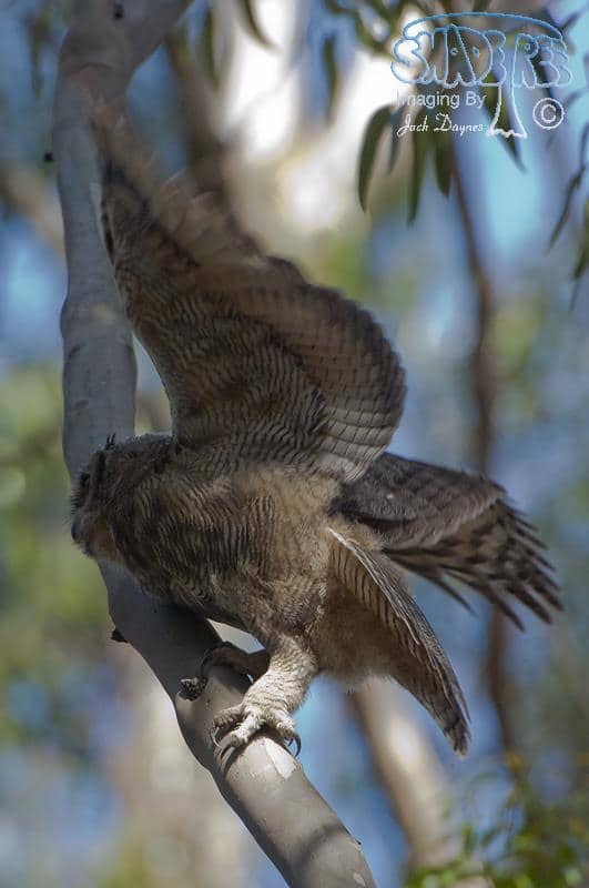 Great Horned Owl - Bubo virginianus