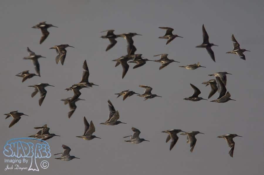 Short-billed Dowitcher - Limnodromus griseus