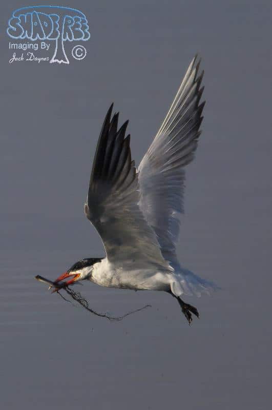 Caspian Tern - Hydroprogne caspia