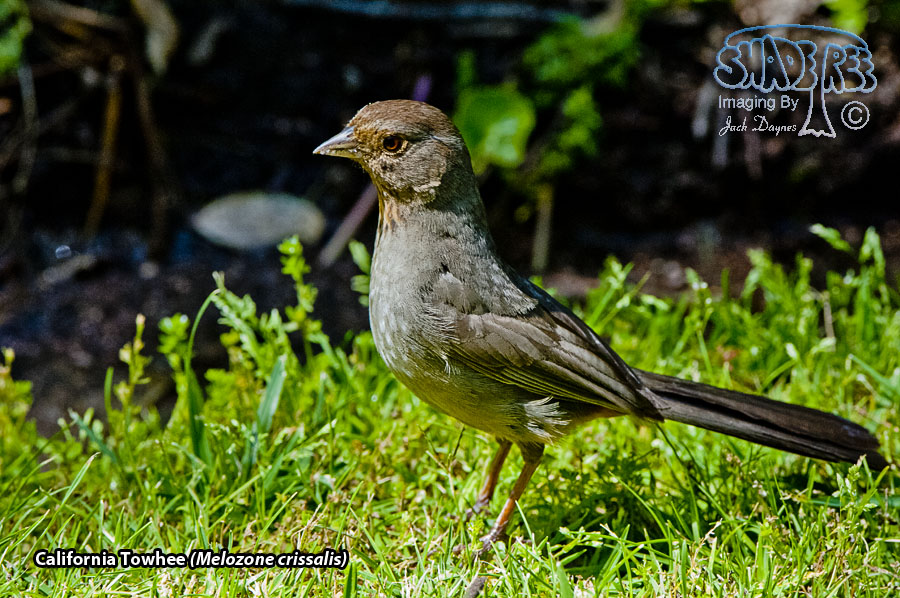 California Towhee - Melozone crissalis