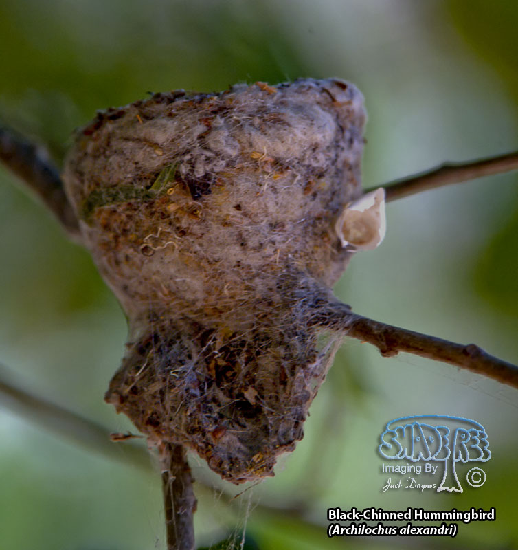 Black-Chinned Hummingbird - Archilochus alexandri