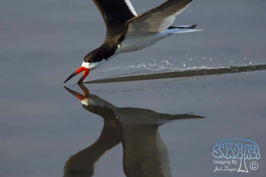 Black Skimmer - Rynchops niger
