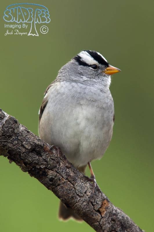 White-crowned Sparrow - Zonotrichia leucophrys