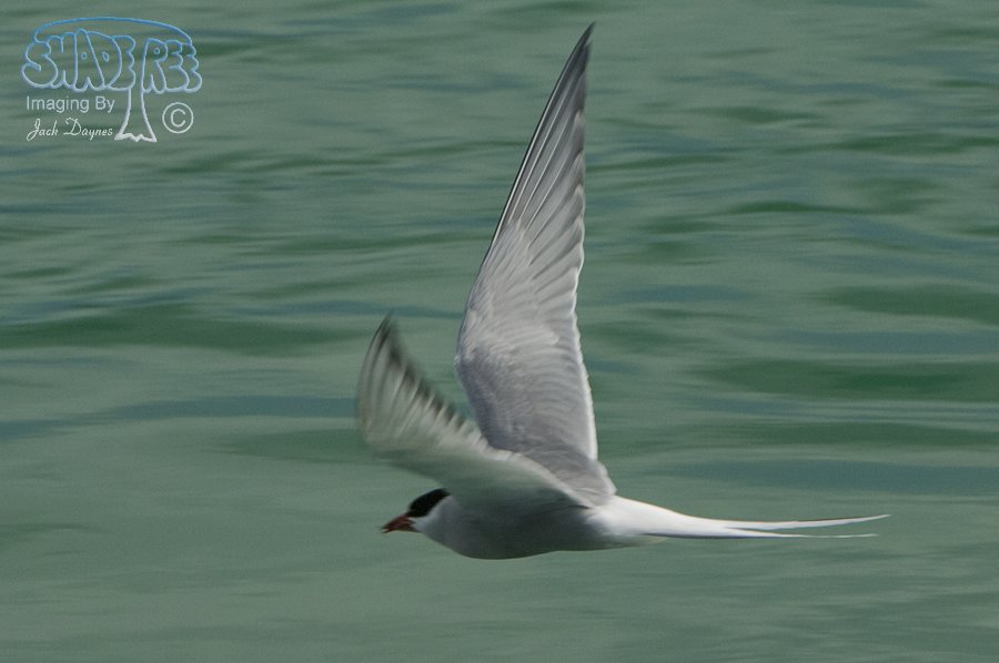 Arctic Tern - Sterna paradisaea