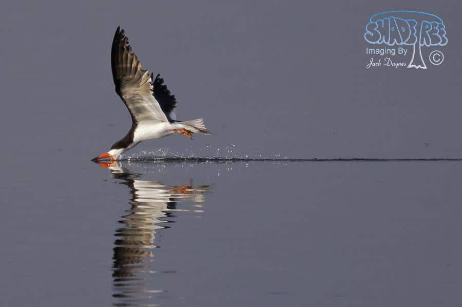 Black Skimmer - Rynchops niger