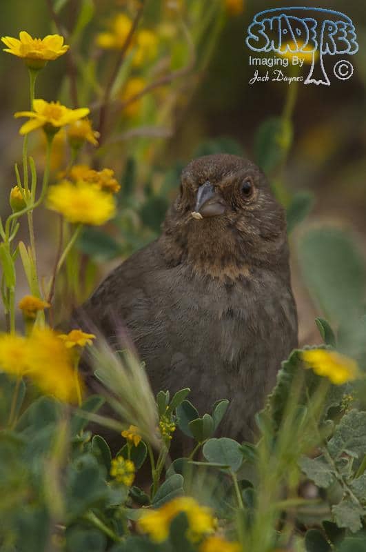 California Towhee - Pipilo crissalis