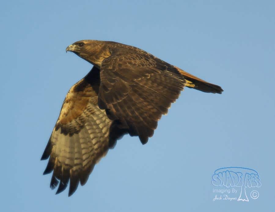 Red-tailed Hawk - Buteo jamaicensis