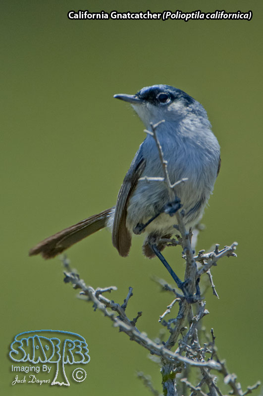 California Gnatcatcher - Polioptila californica