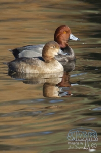 Memories of Poway Pond
