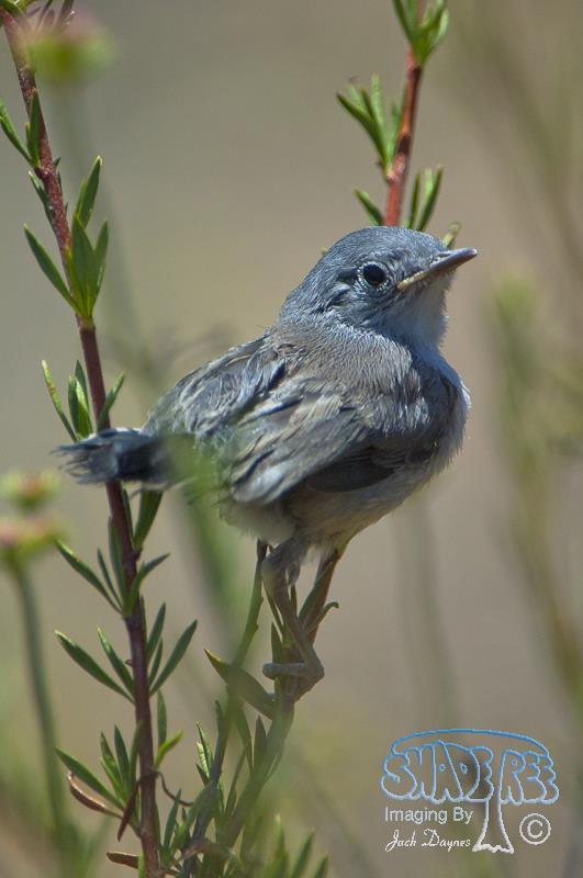 California Gnatcatcher - Polioptila californica