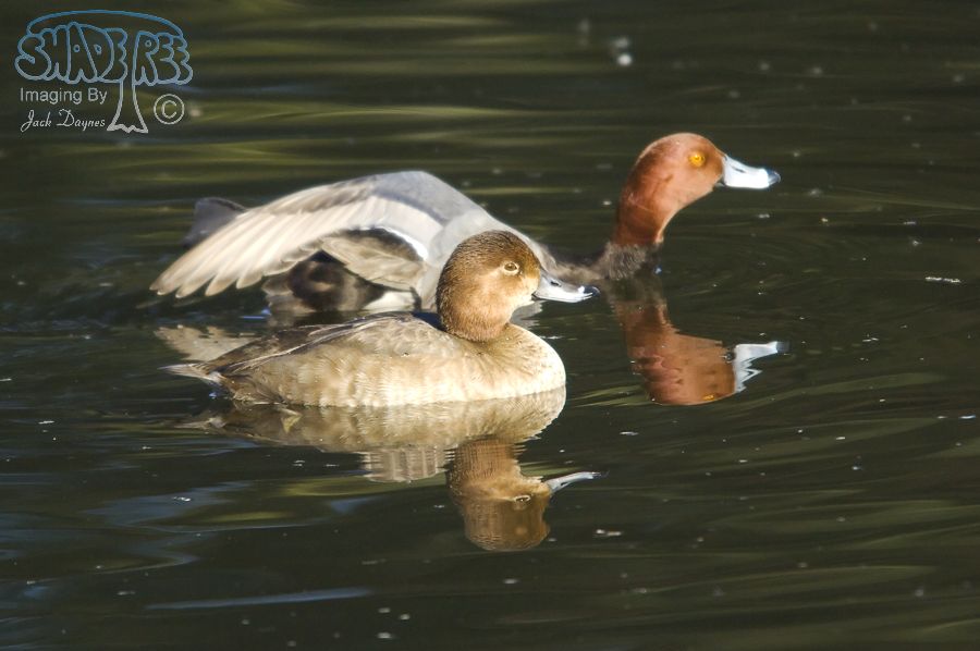 Redhead - Aythya americana