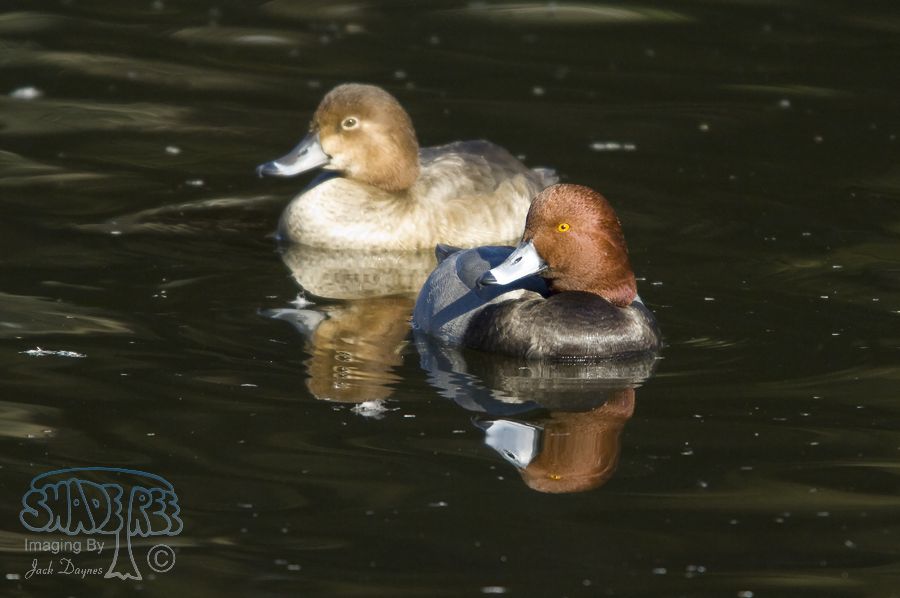 Redhead - Aythya americana