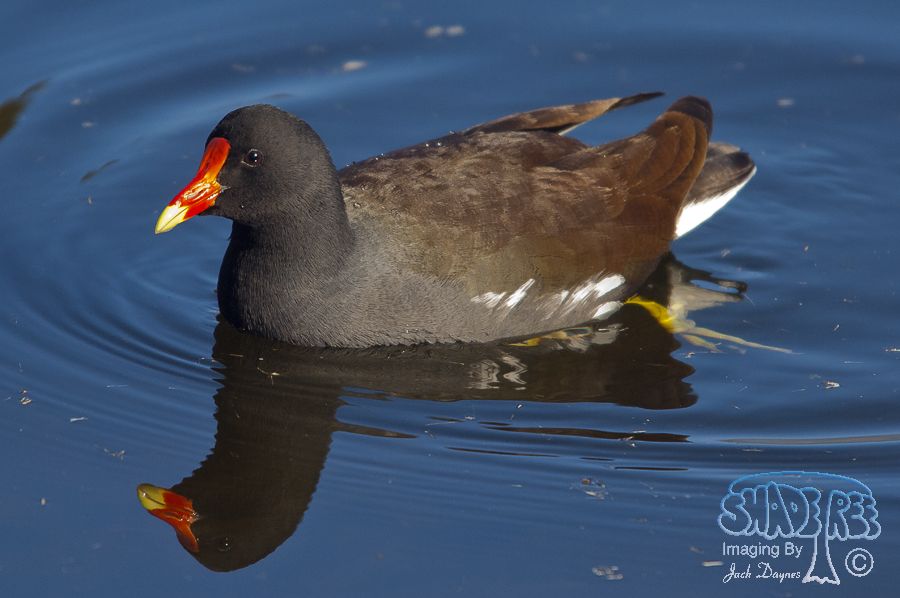 Common Gallinule - Gallinula chloropus