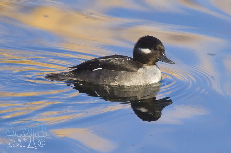 Bufflehead - Bucephala albeola