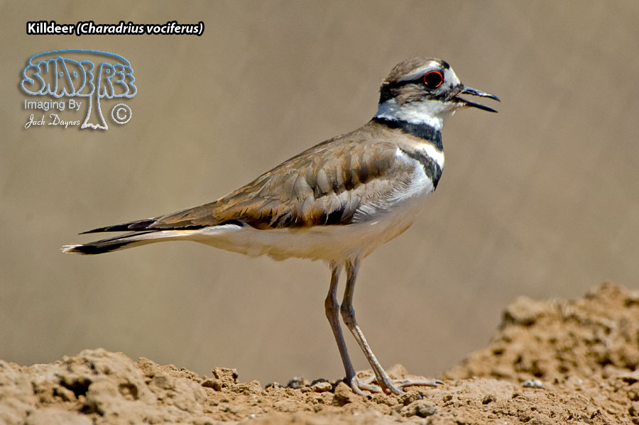 Killdeer - Charadrius vociferus