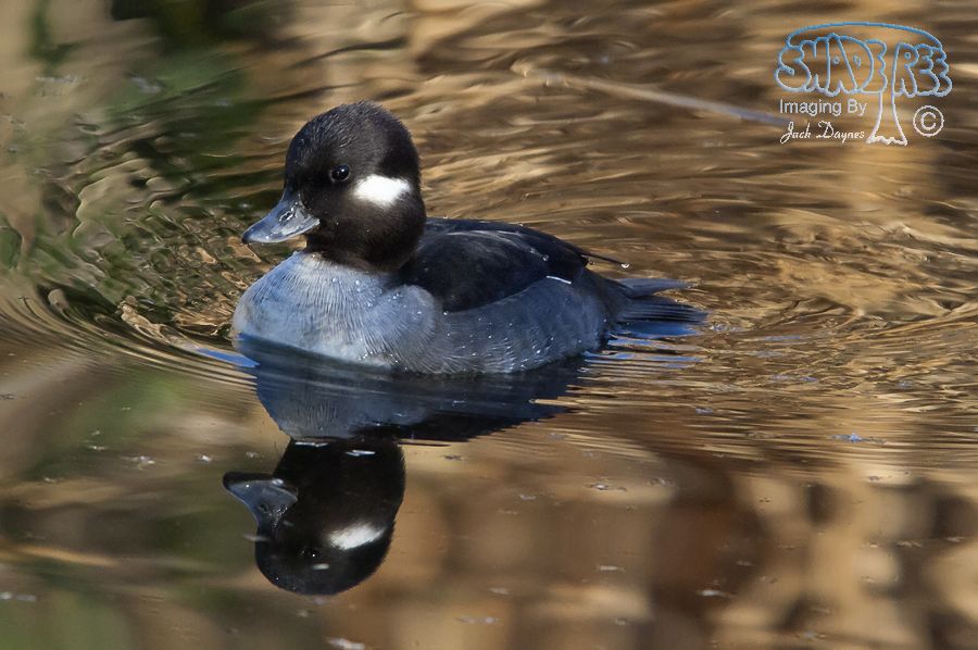 Bufflehead - Bucephala albeola