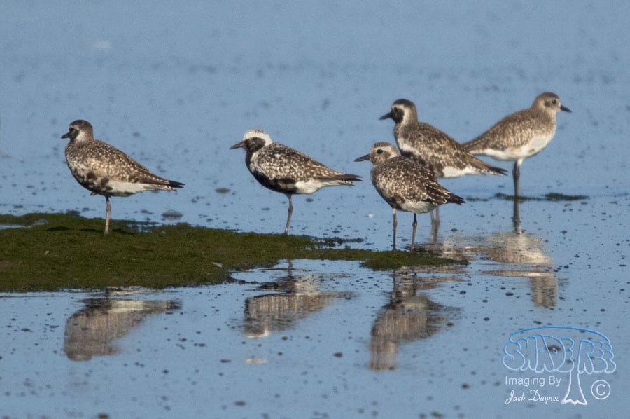 Black-bellied Plover - Pluvialis squatarola