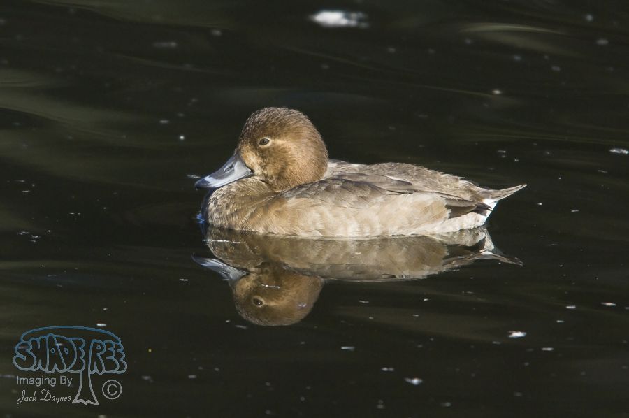 Redhead - Aythya americana