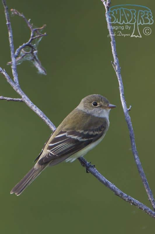 Alder Flycatcher - Empidonax alnorum