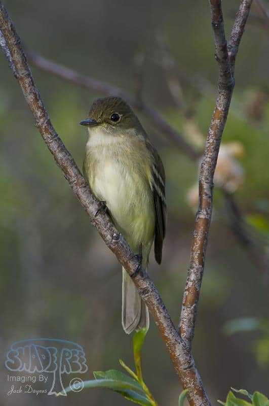 Alder Flycatcher - Empidonax alnorum