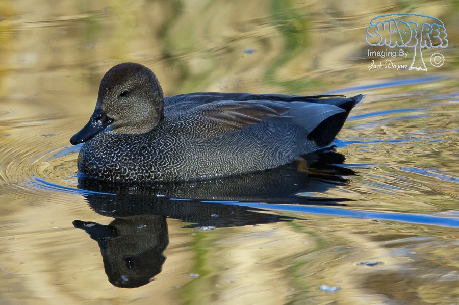 Gadwall - Mareca strepera