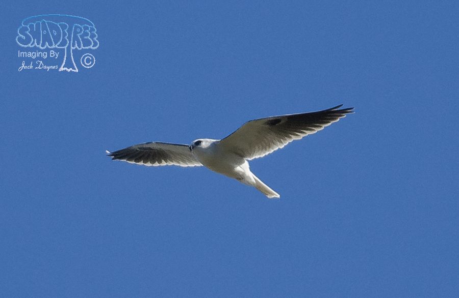 White-Tailed Kite - Elanus leucurus