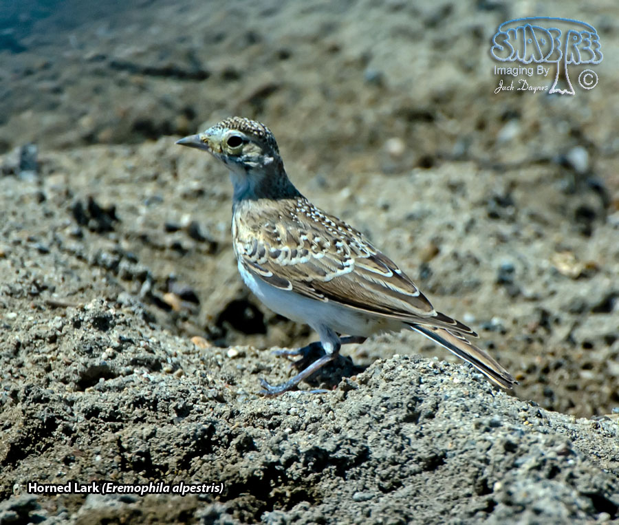 Horned Lark - Eremophila alpestris
