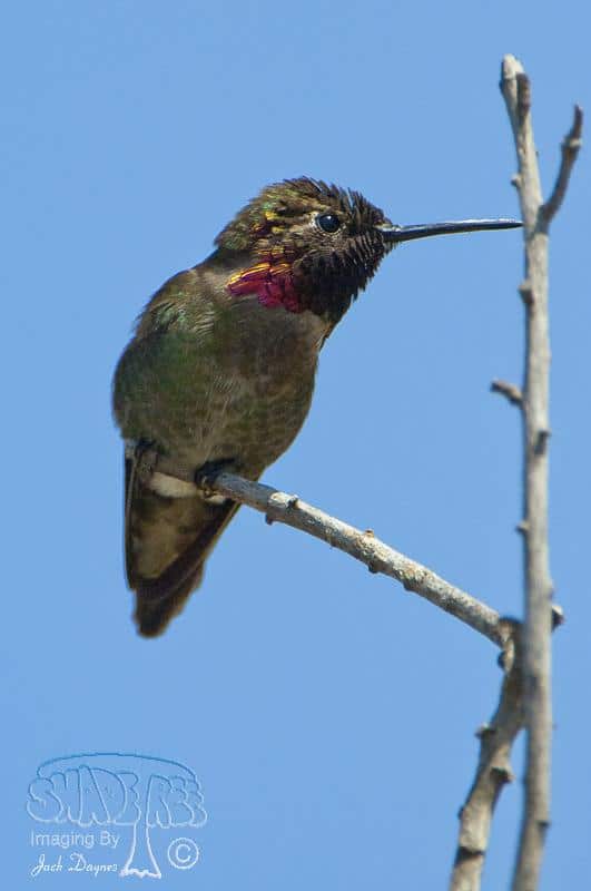 Anna's Hummingbird - Calypte anna