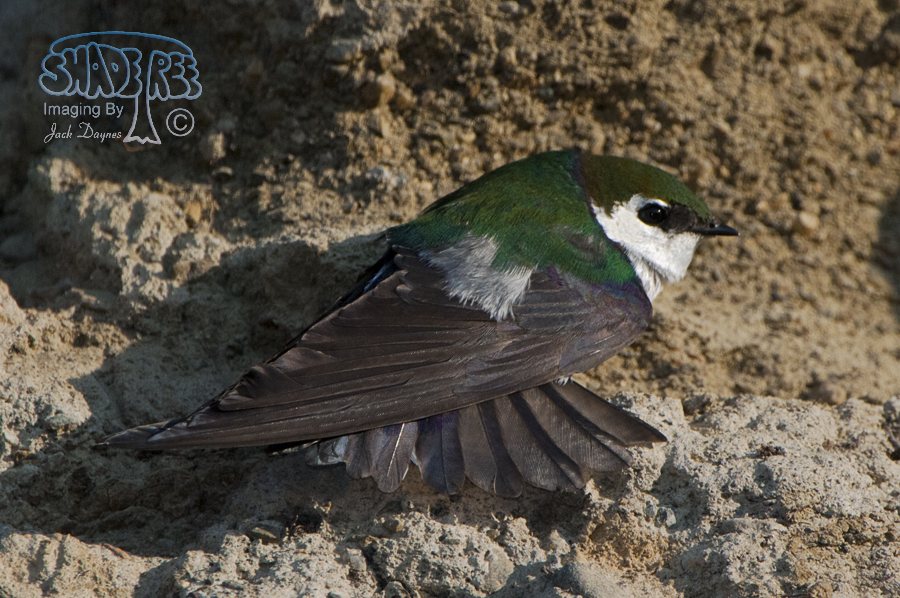 Violet-Green Swallow - Tachycineta thalassina
