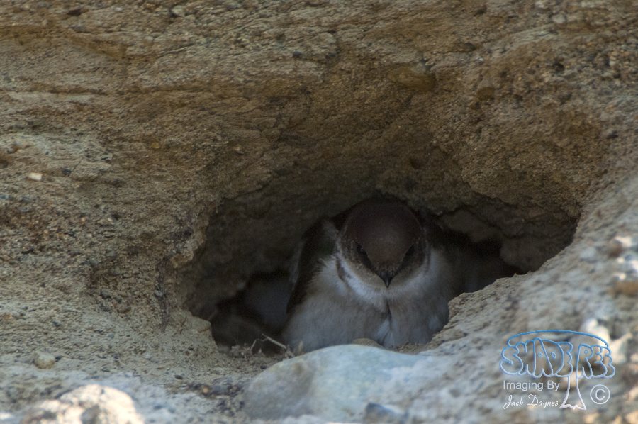 Violet-Green Swallow - Tachycineta thalassina