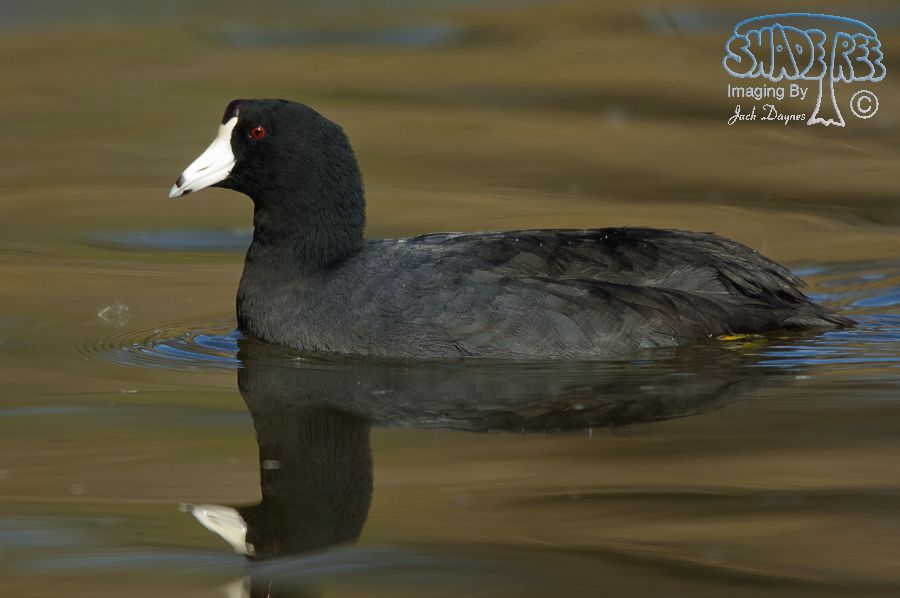 American Coot - Fulica americana