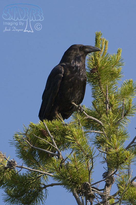 Common Raven - Corvus corax