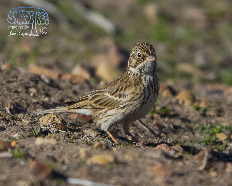 Vesper Sparrow - Pooecetes gramineus