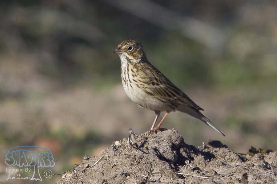 Vesper Sparrow - Pooecetes gramineus