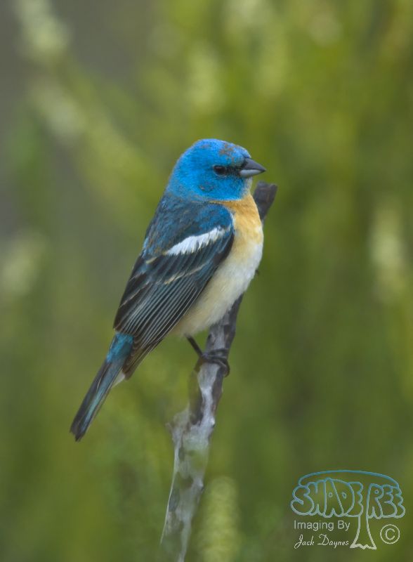 Lazuli Bunting - Passerina amoena